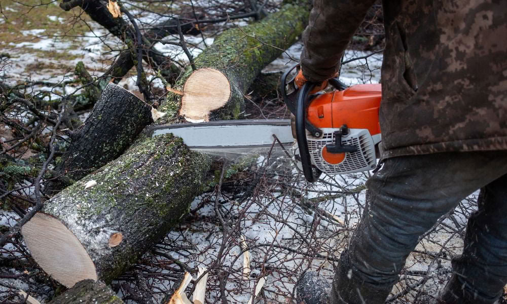 Tree Trimming & Removal